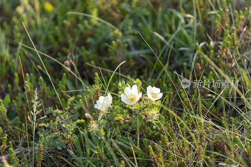 丹麦，日德兰半岛，林科宾峡湾，沙丘玫瑰也叫比弗内尔玫瑰
(Rosa pimpinellifolia)。